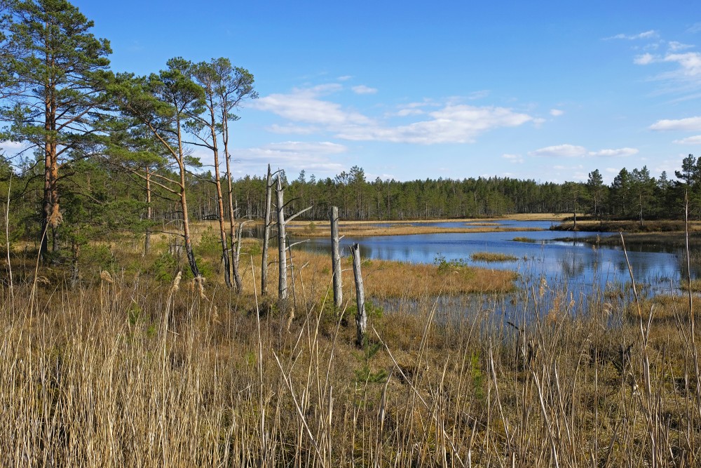 Natural Peat Pits In The Ķemeri Bog