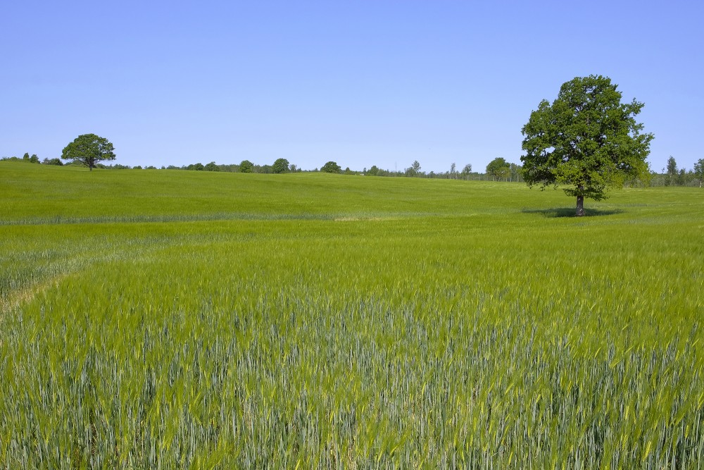 Rye field at the end of May