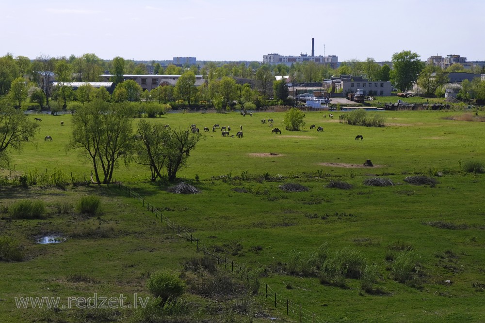 View from Jelgava Palace Island Viewing Tower to Lielupe Floodland Meadows and Wild Horses