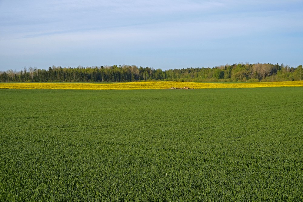 Cereal Field In Spring