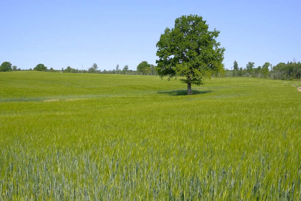 Landscape with Rye, Oak