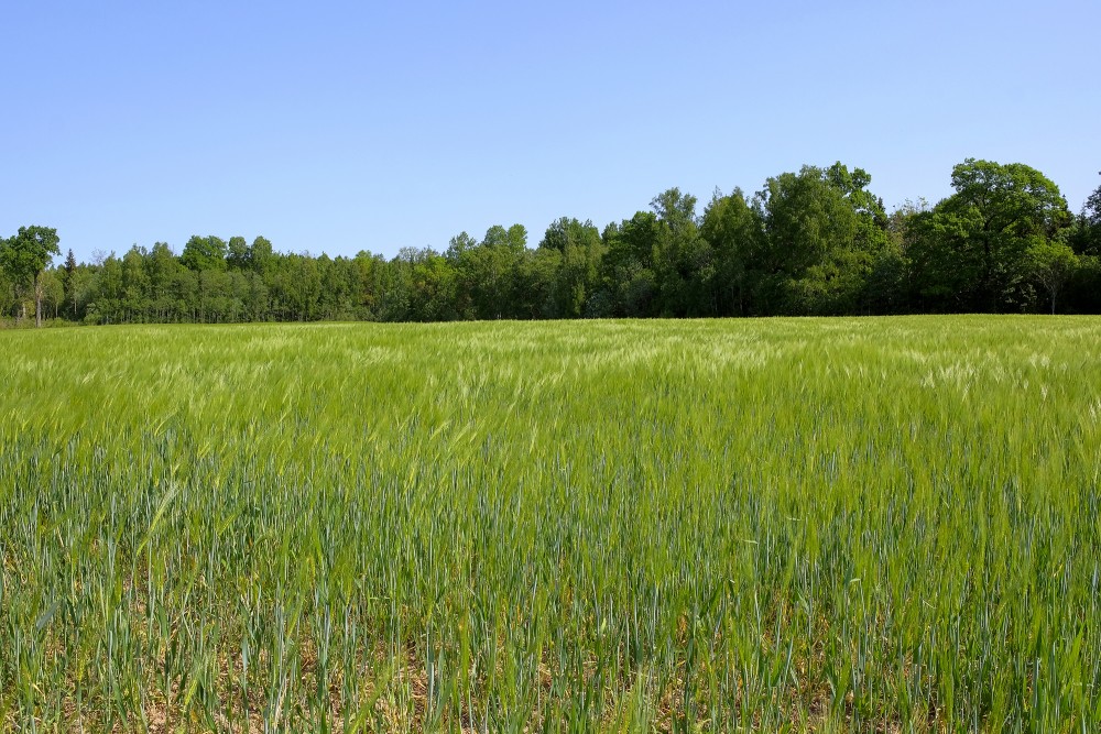 Winter Rye, Rye Field