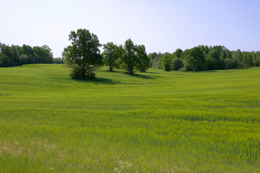 Lauku ainava, labība, pauguraine