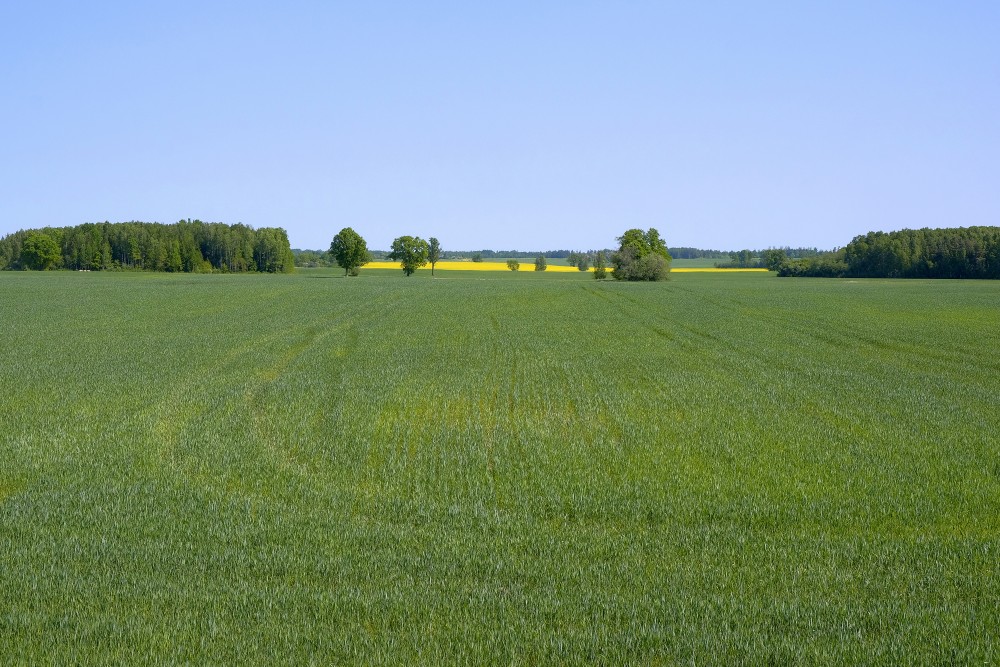 Spring landscape, Cereal