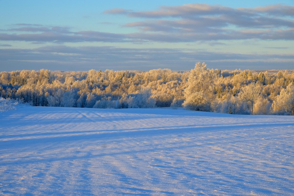 Winter Landscape