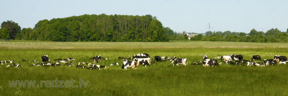 Landscape with cows