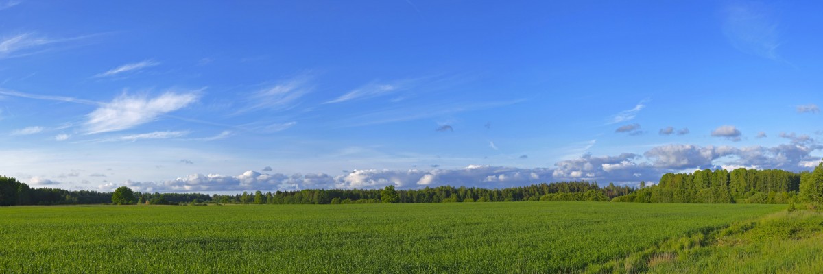 Lauku panorāma, labības lauks Lauku panorāma, labības lauks