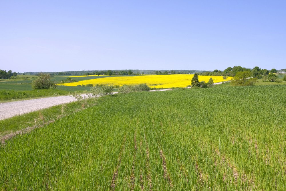 Spring Landscape, Rape