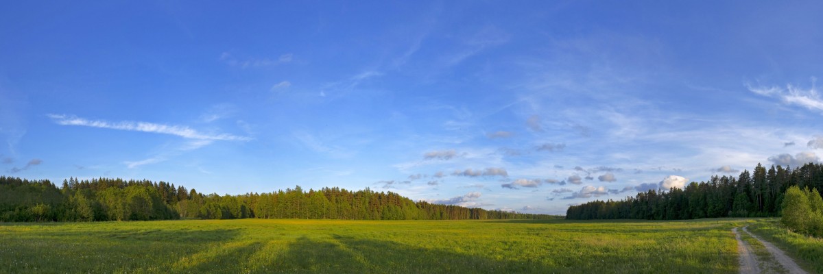 Forest Meadow Panorama