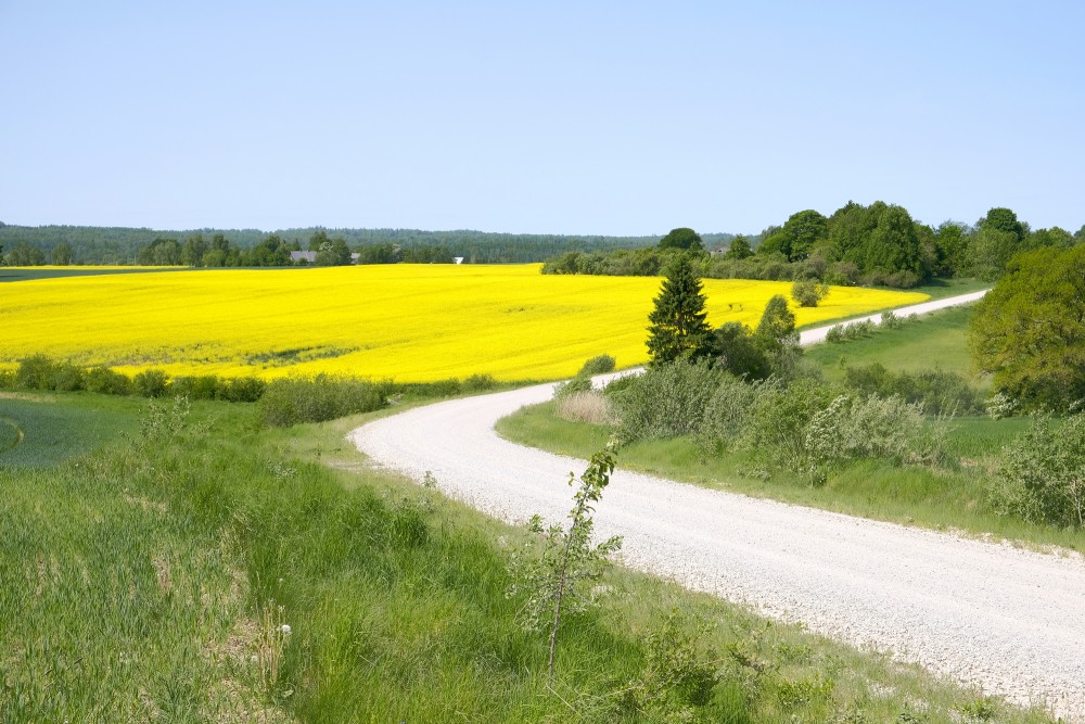 Landscape, Road, Rapeseed