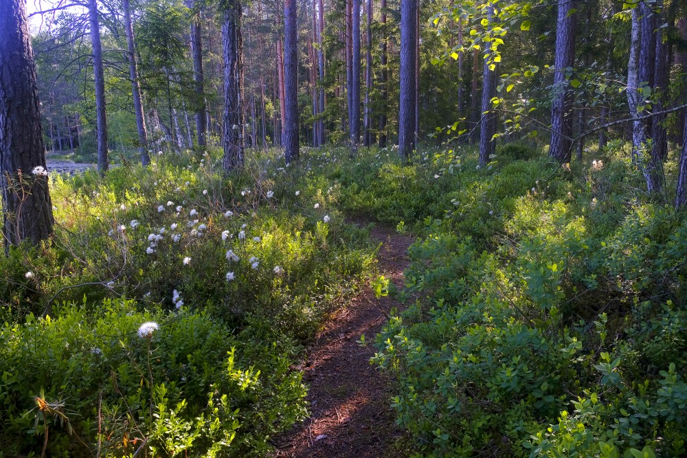Lejas Lake Trail