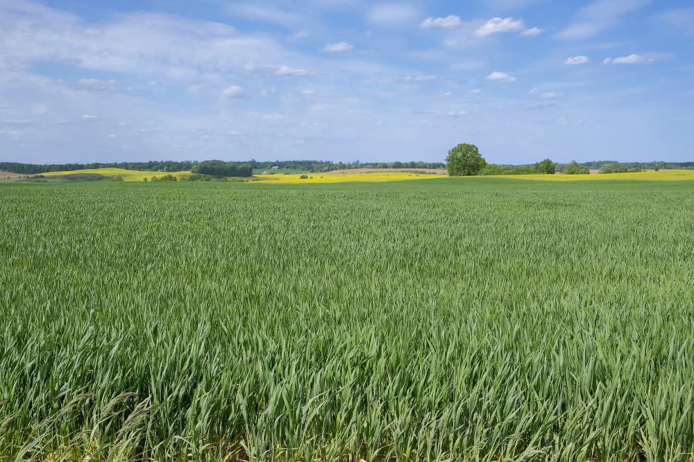 Cereal Field In Spring, Canola in the distance