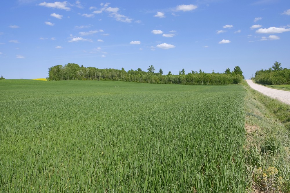 Cereal Field In Spring and Road