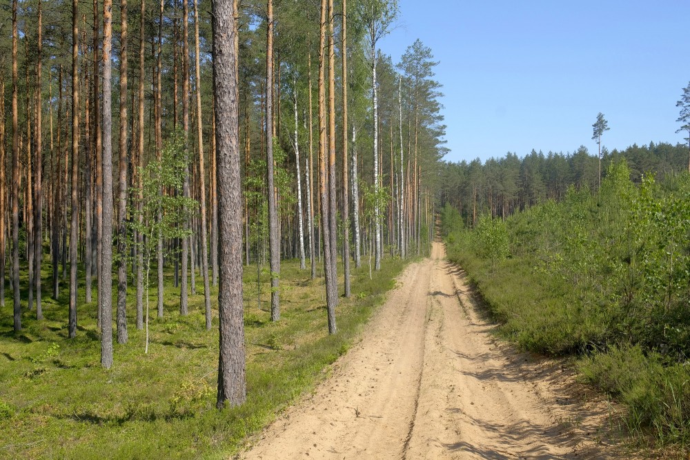 Priežu mežs, stiga Priežu mežs, stiga