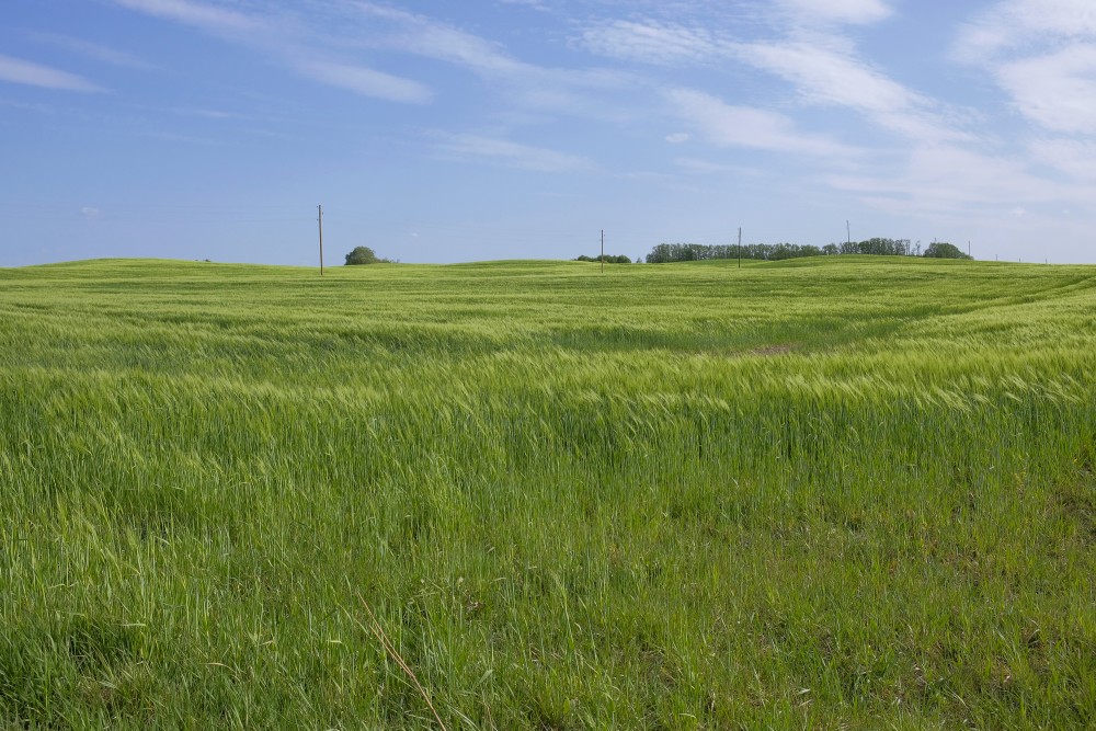 Green Rye Field, Landscape