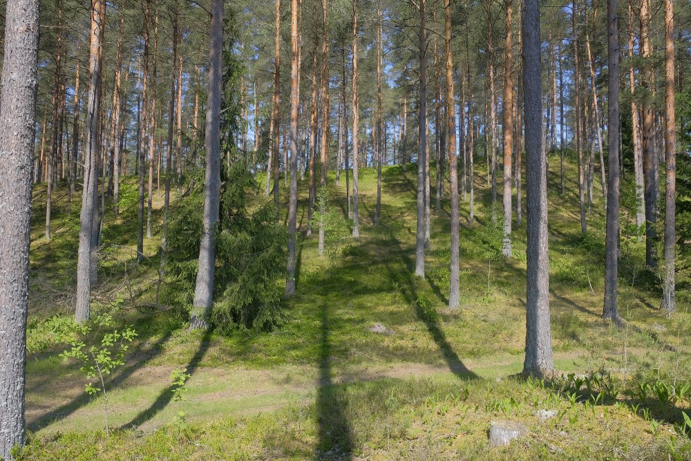 Pine Forest Landscape