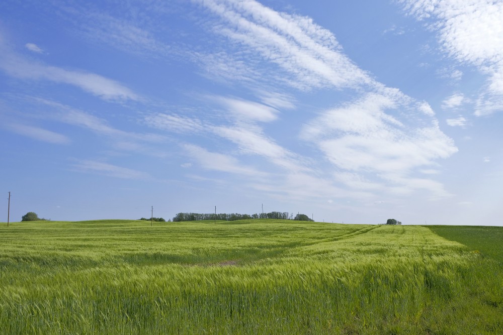 Landscape with Rye, Sky