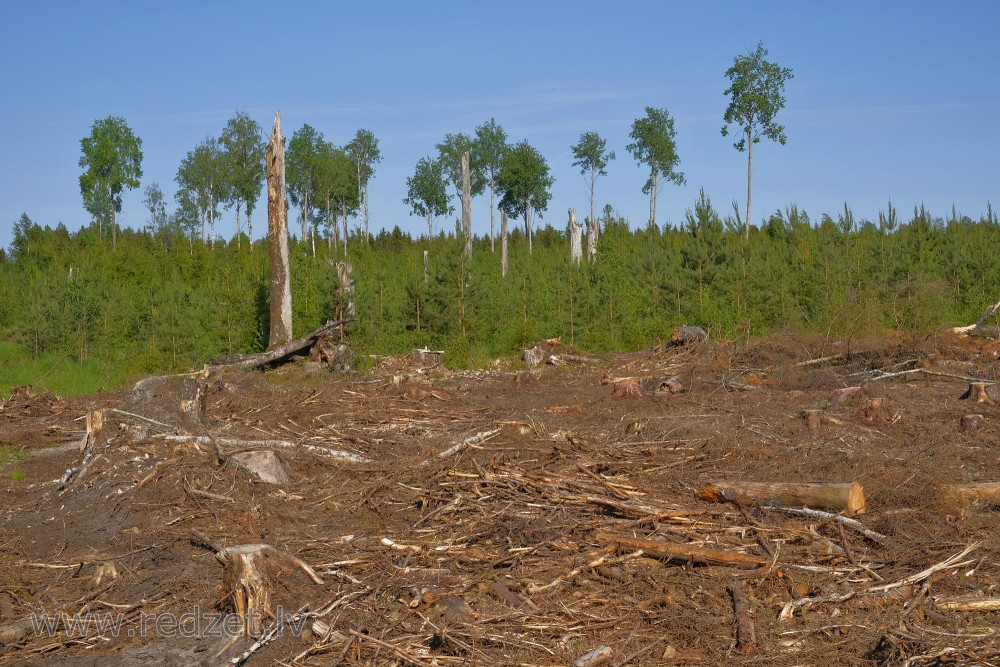 Clearcutting, Young Pine Tree and Aspen