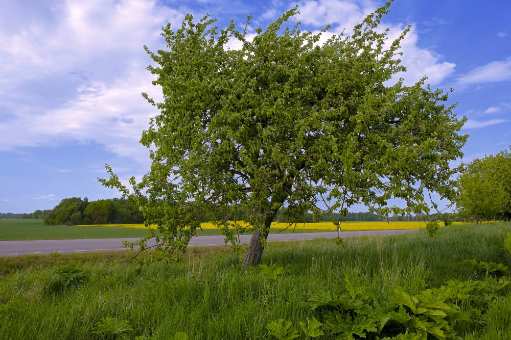 Ābele ceļa malā