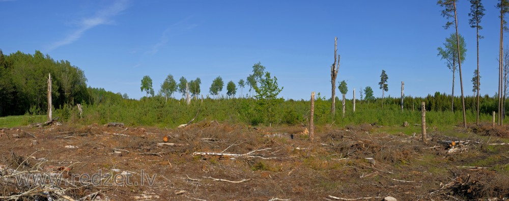 Clearcutting panorama, Young Pine Tree and Aspen