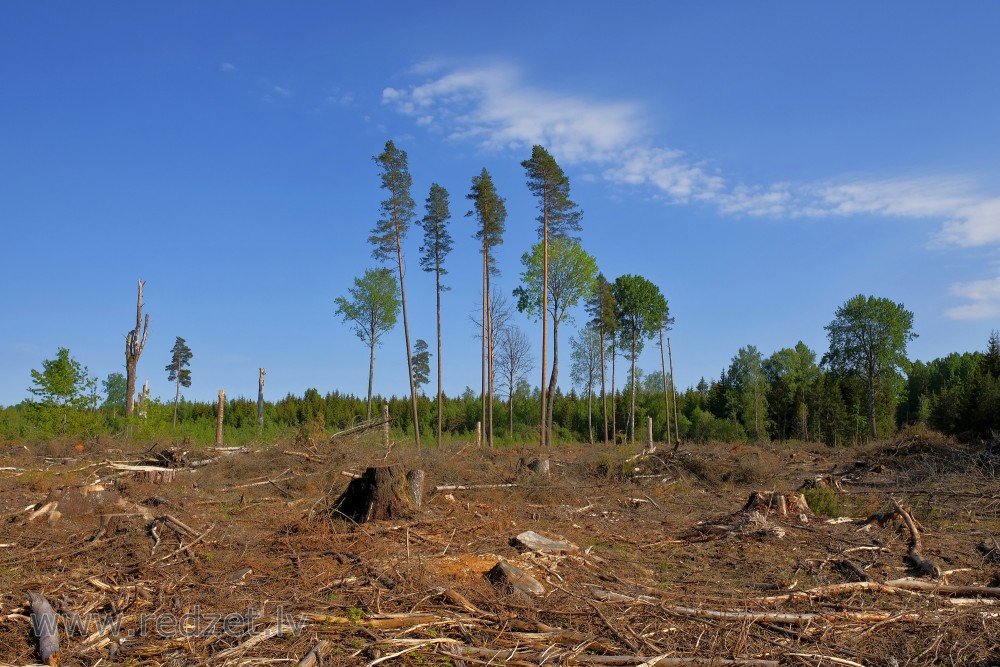 Clearcutting