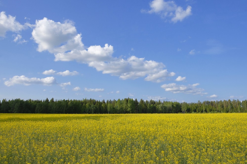 Rapseed field, Forest in the distance