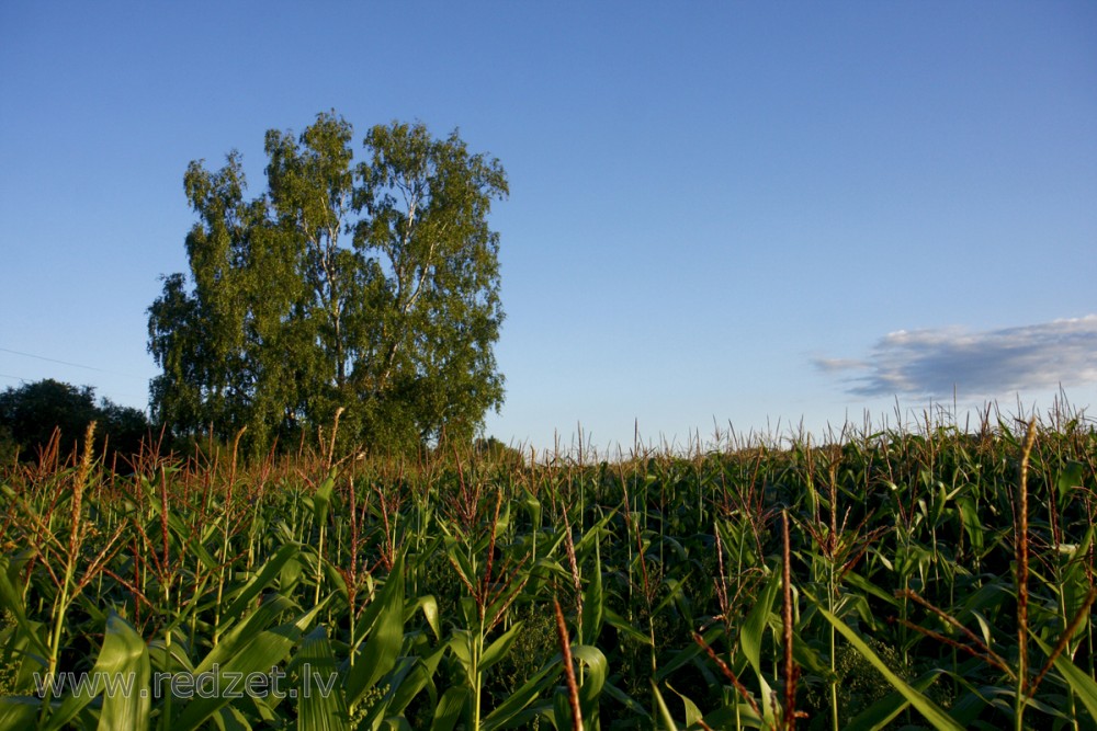Corn field