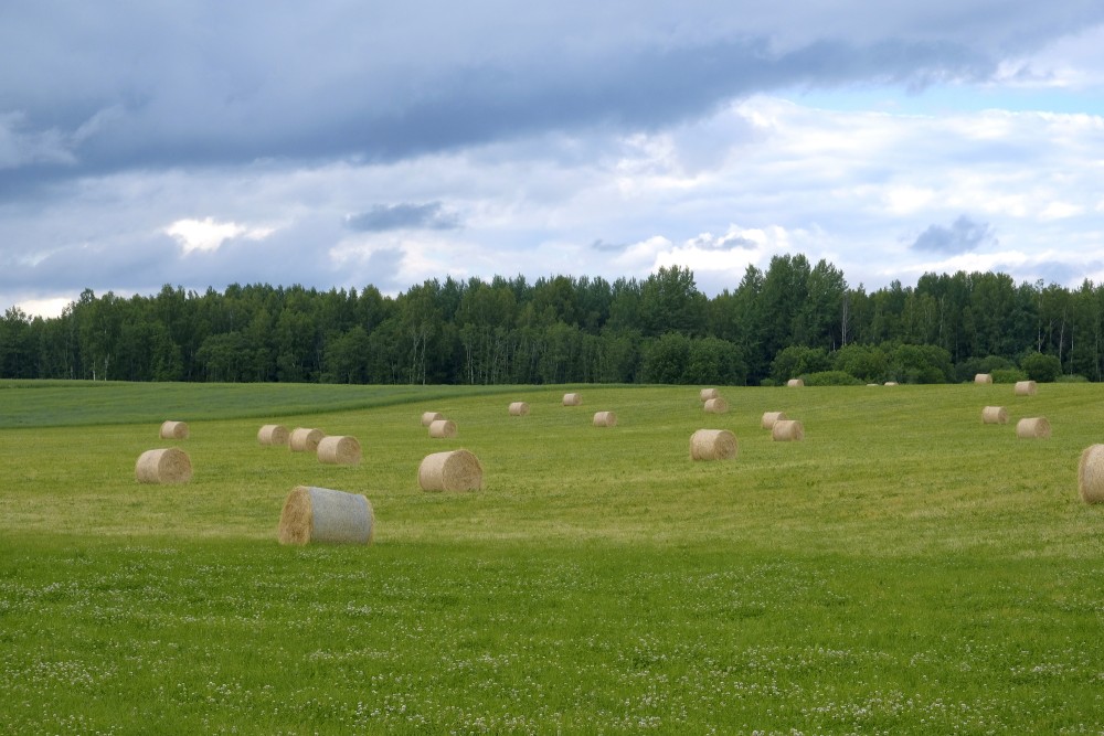 Pļava ar siena ruļļiem