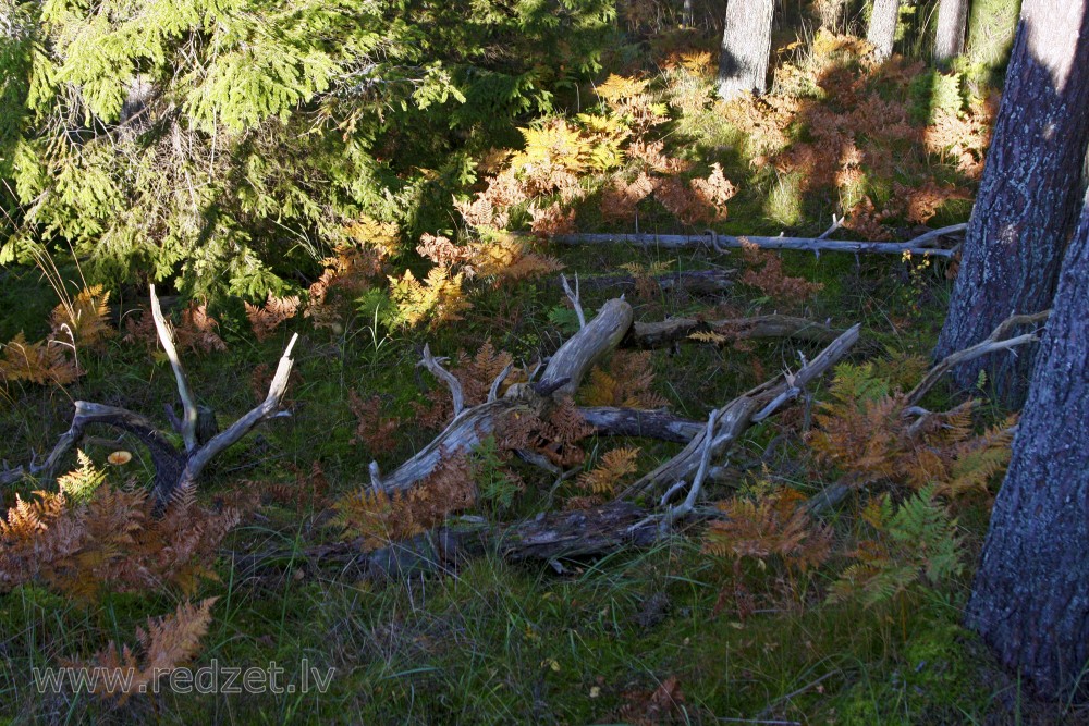 Krituši koki mežā pie jūras