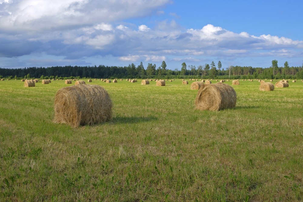 Lauku ainava ar siena ruļļiem