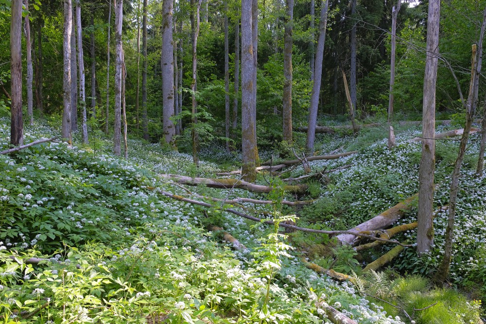 Slītere National Park