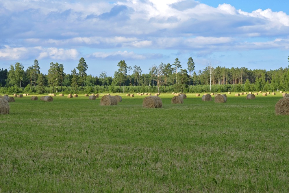 Meadow With Hay Rolls