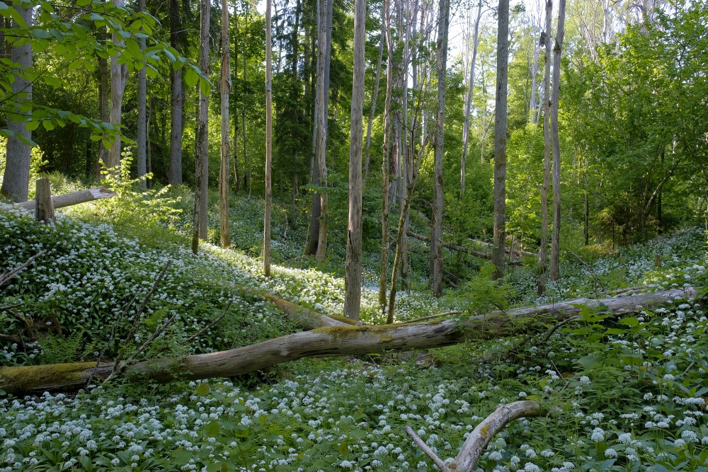 Slītere National Park