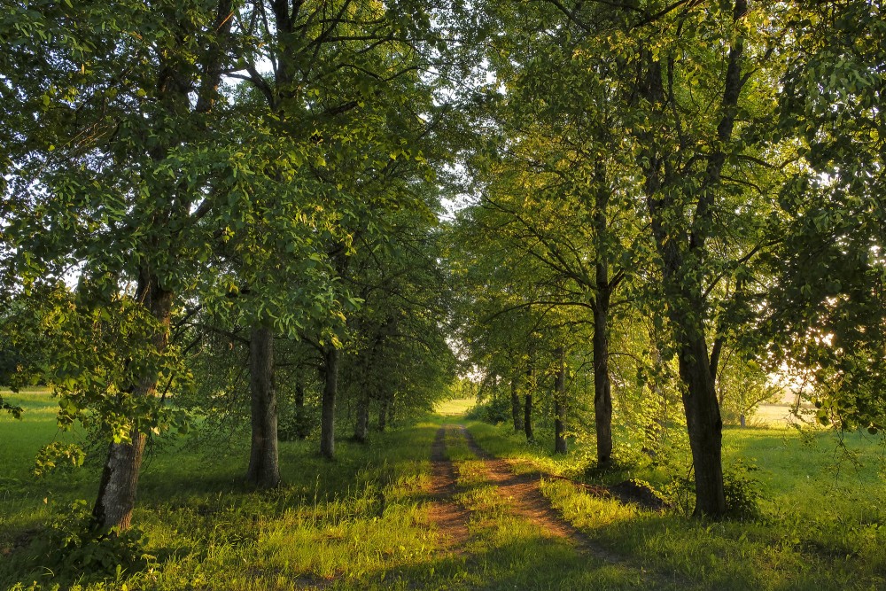 Aleja vakara gaismā