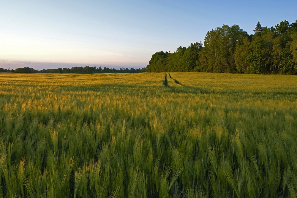 Vakara ainava miežu laukā