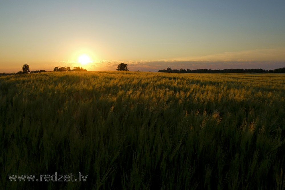 Saulrieta gaisma apspīd miežus