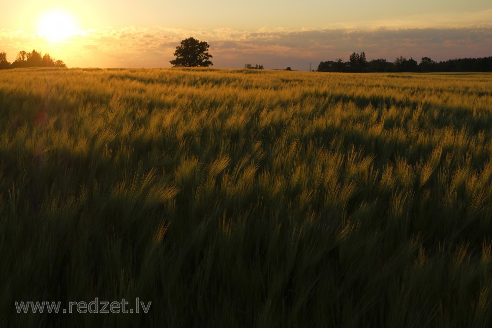 Vakara saule apspīd miežu akotus