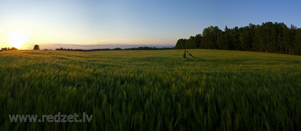 Saulrieta panorāma, miežu lauks