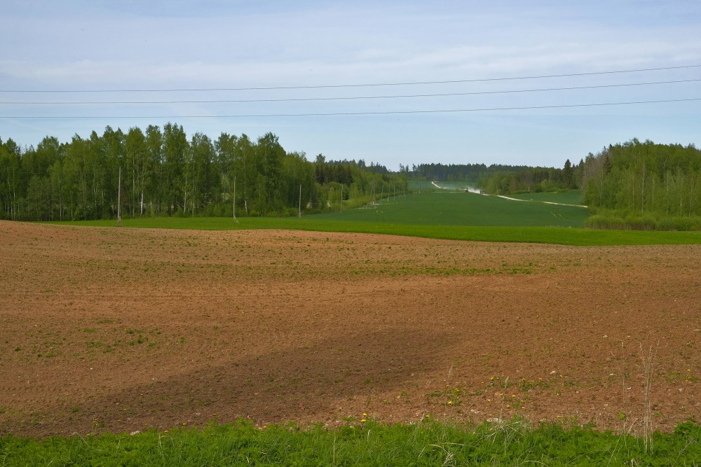 Spring landscape