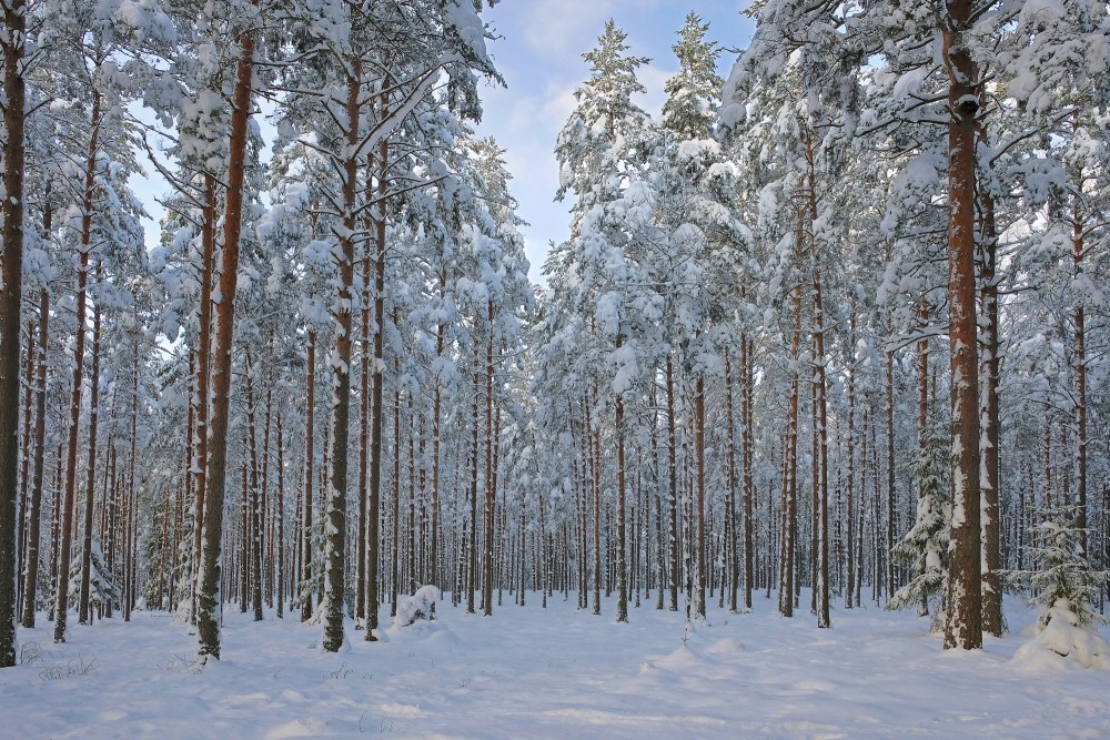 Pine Forest in Winter