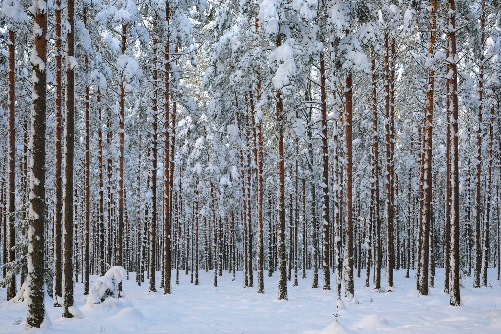 Priežu mežs ziemā