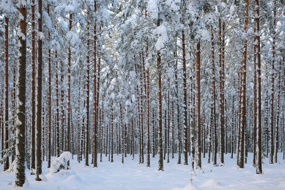 Pine Forest in Winter