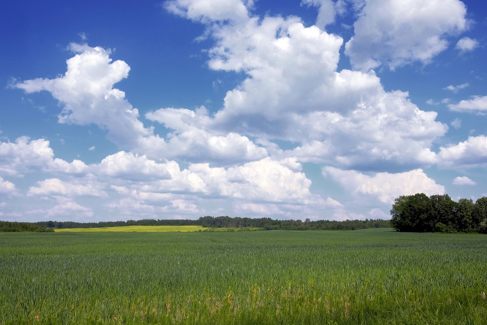 Summer Sky