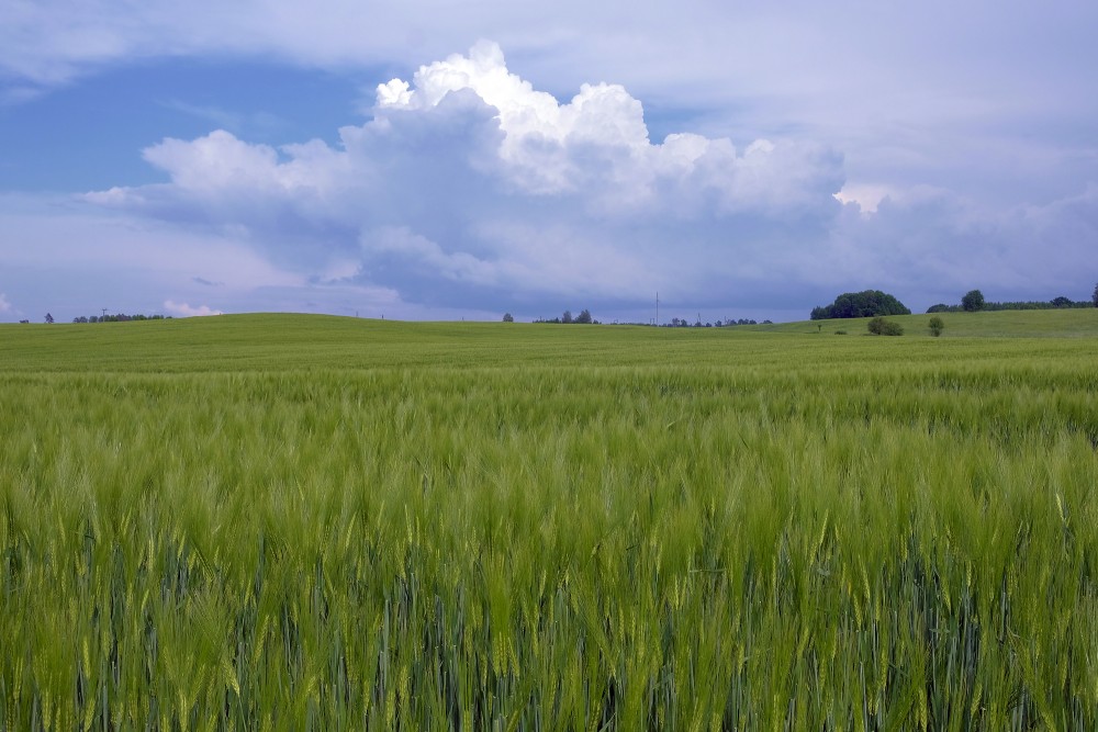 Cumulus Cloud and Rye