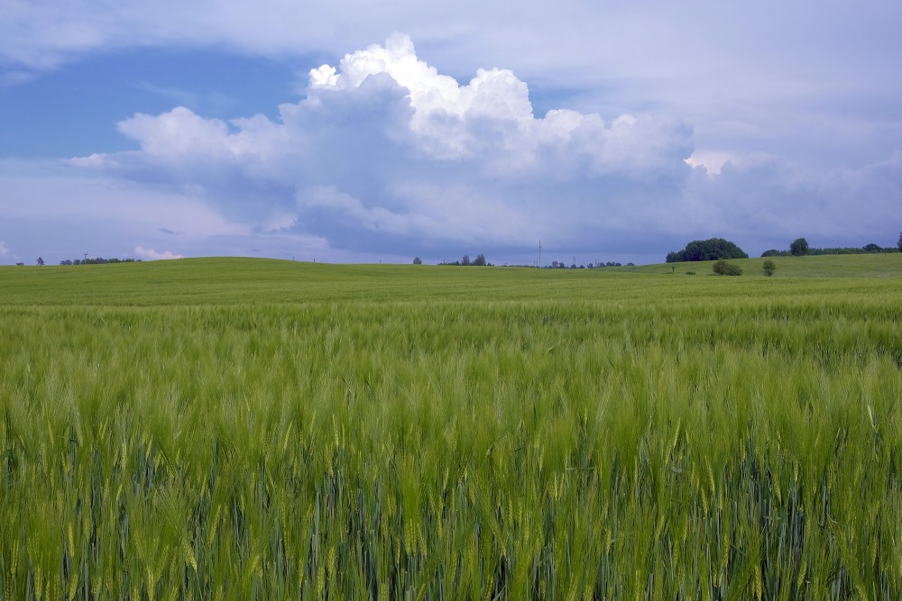 Gubu mākonis un rudzi Gubu mākonis un rudzi