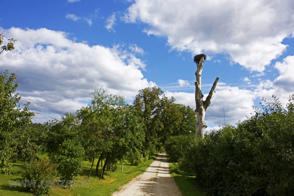 Stārķa ligzda uz nokaltuša koka