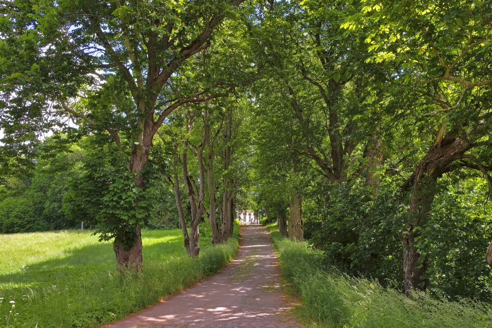 Sasmakas muižas aleja