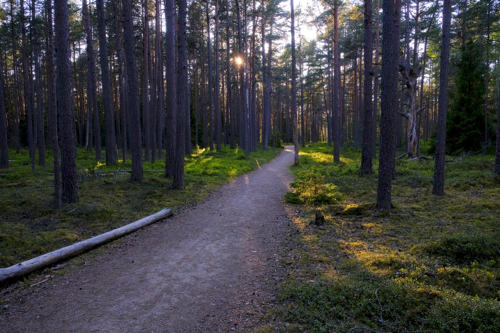 Sunset in the Pine Forest