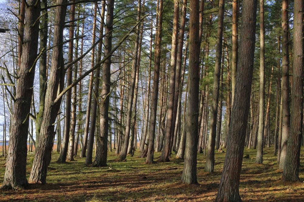 Mežs (dabas parks "Engures ezers")