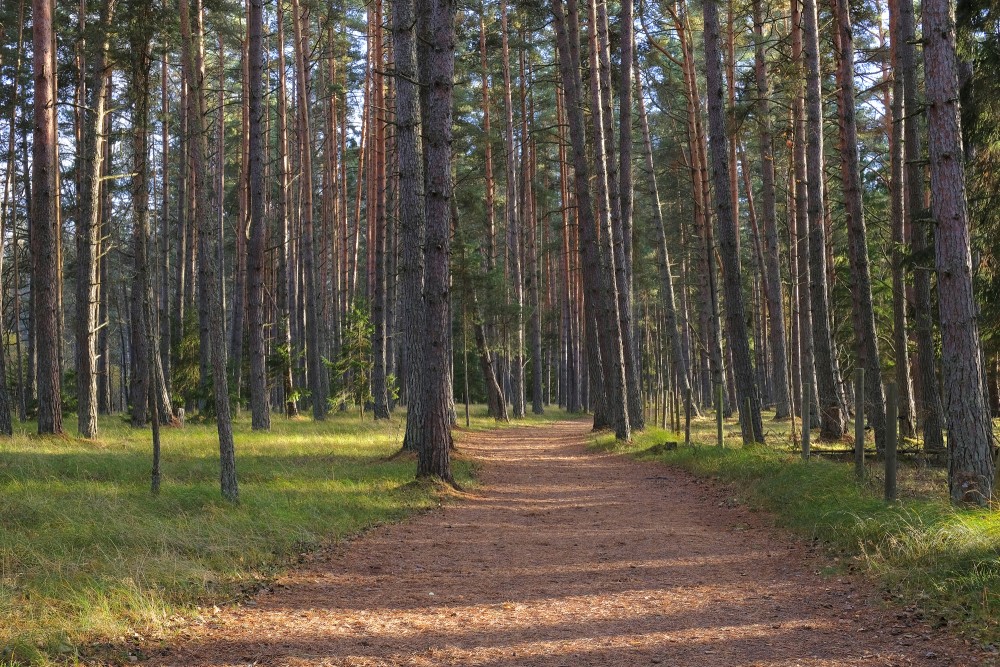 Forest (Nature park "Engure Lake")